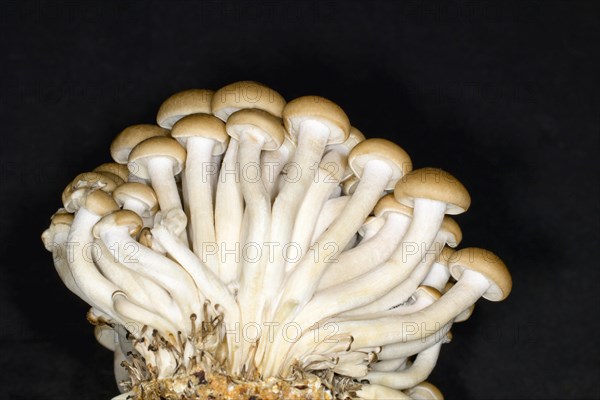Edible beech fungus