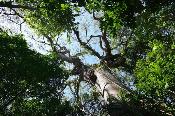 View into the crown of a jungle tree