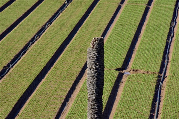 Dead palm tree in front of field with spinach