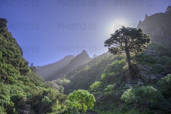 Canary island pine