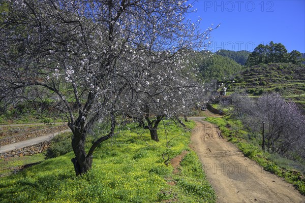 Flowering almond tree