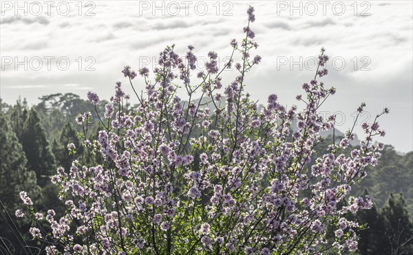 Flowering almond tree