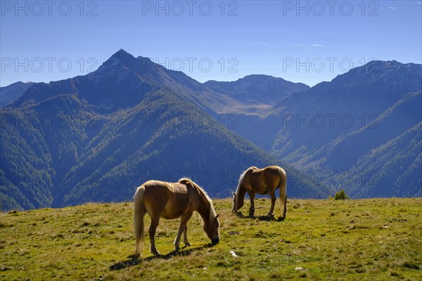 Haflinger