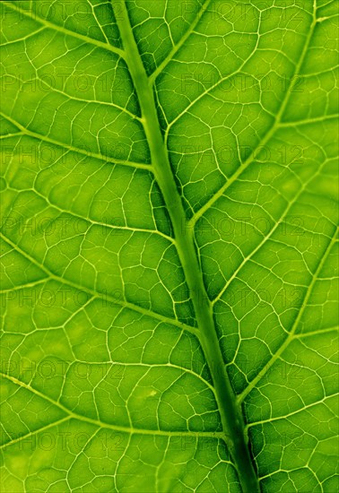 Leaf skeleton
