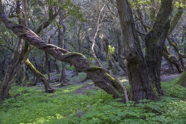 Hiking through forest at