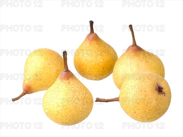 Pear variety Kirchensaller Mostbirne