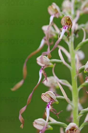 Lizard orchid