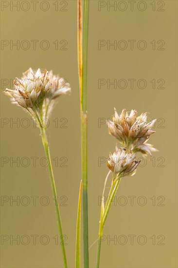 White beak-sedge