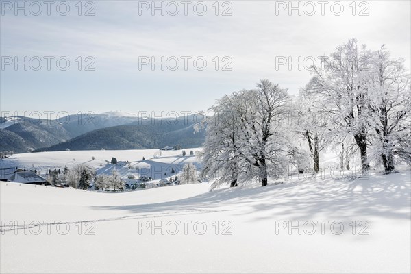Snow-covered beech trees