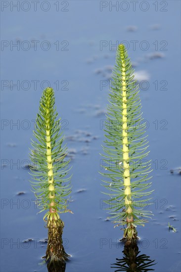 Common common mare's tail