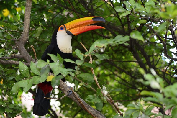 Toco toucan