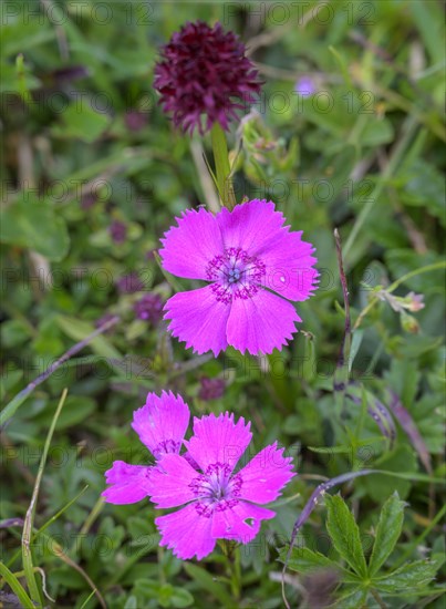 Wood pink