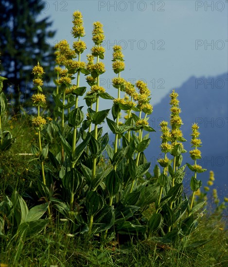 Yellow gentian