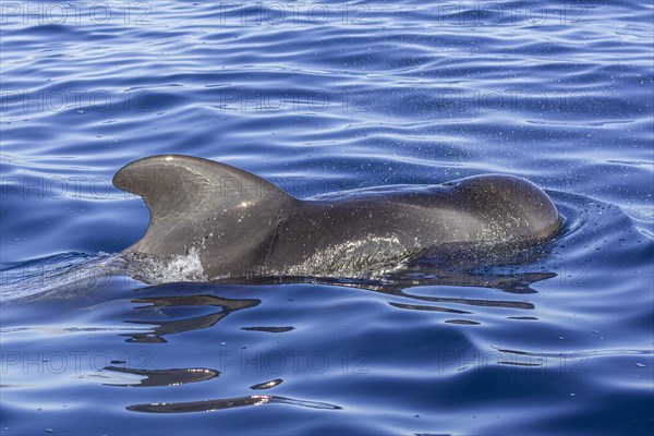 Long-finned pilot whale