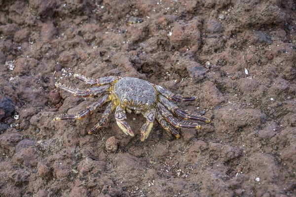 Dead crab