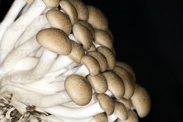 Edible beech fungus