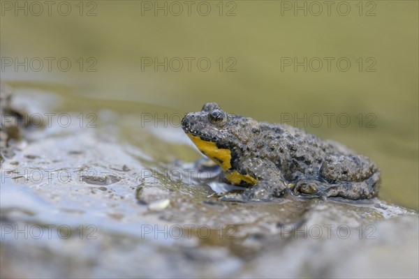 Yellow-bellied toad