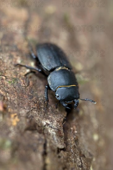 Lesser stag beetle