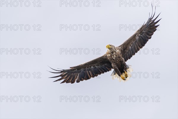 White-tailed eagle