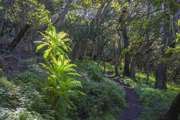 Hiking through forest at
