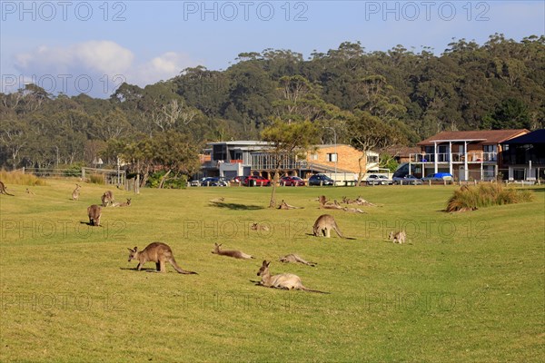 Eastern grey kangaroo