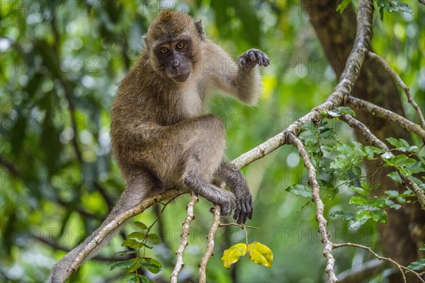 Long-tailed macaque
