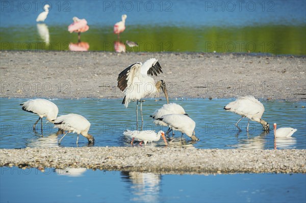 Wood Stork