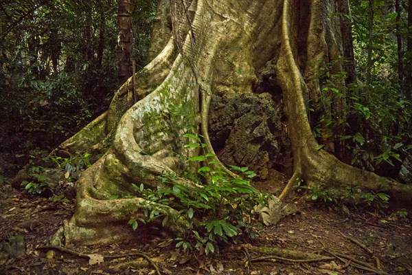 Khao Sok National Park/ Khao Sok National Park