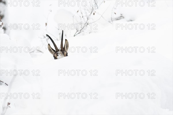 Chamois