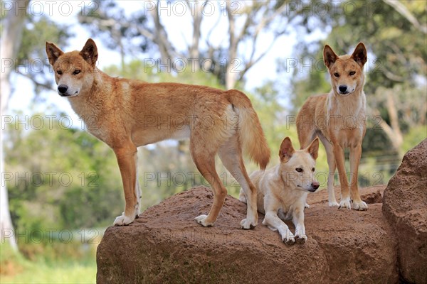 Dingo