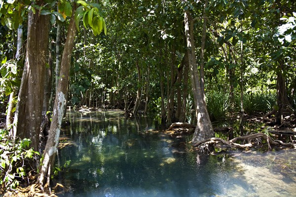 Mangrove trail in Tha Pom Khlong Song Nam nature park/ Mangrove trail in Tha Pom Khlong Song Nam national park