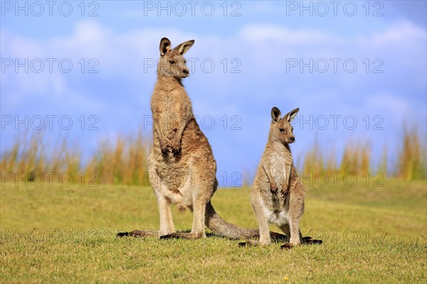 Eastern grey kangaroo