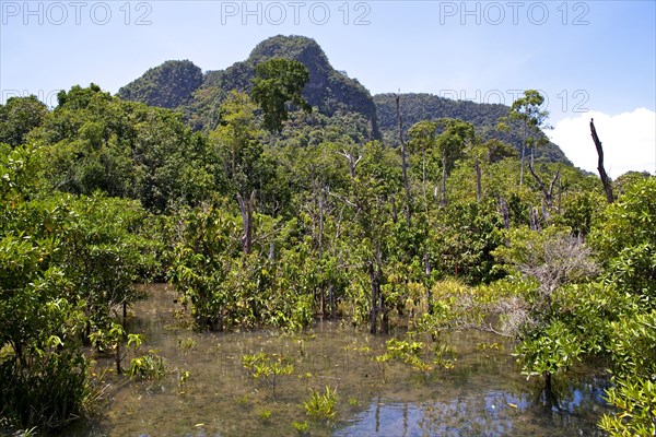 Mangrove trail in Tha Pom Khlong Song Nam nature park/ Mangrove trail in Tha Pom Khlong Song Nam national park