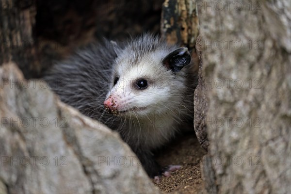Virginia opossum