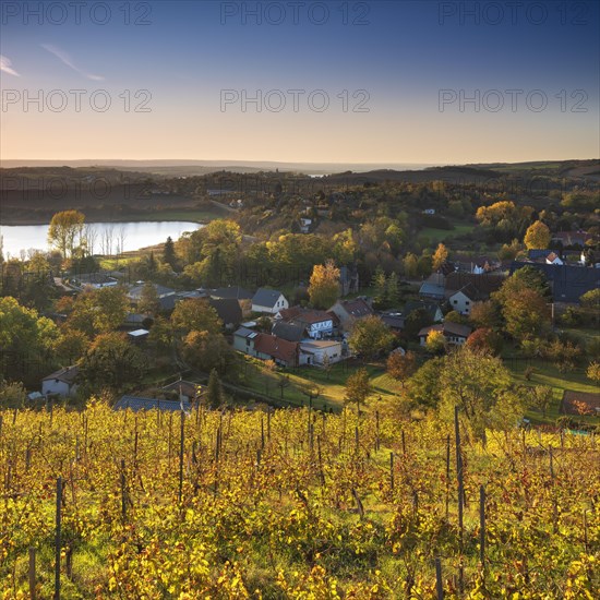 Vineyard near Rollsdorf at Bindersee in autumn
