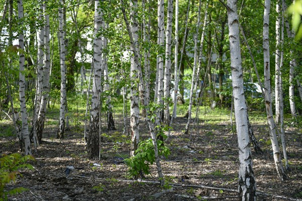 Birch fallow land