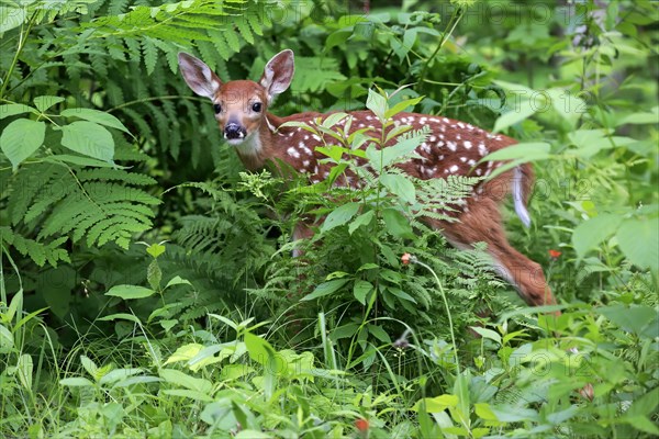 White-tailed deer