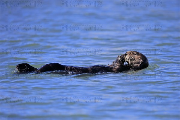 Sea Otter