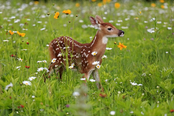 White-tailed deer