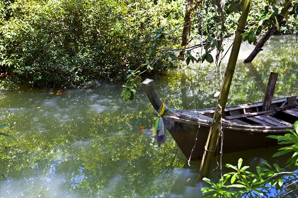 Mangrove trail in Tha Pom Khlong Song Nam nature park/ Mangrove trail in Tha Pom Khlong Song Nam national park