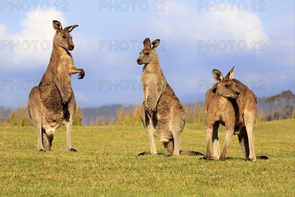 Eastern grey kangaroo