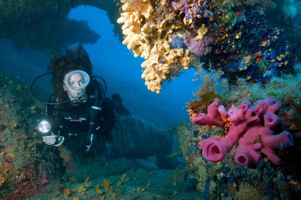 Pink tube sponge and diver