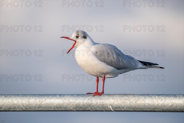Black-headed gull in winter plumage crying with open beak. Perched on a barrier on the banks of the Rhine. France