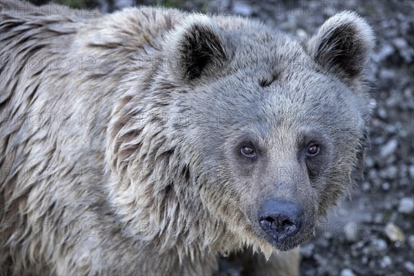 Syrian brown bear