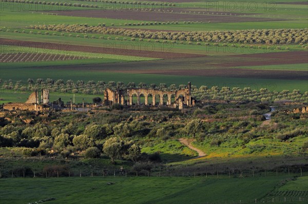 Volubilis Ruins