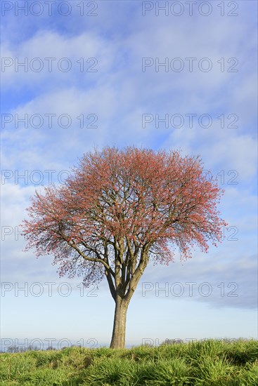Deciduous tree