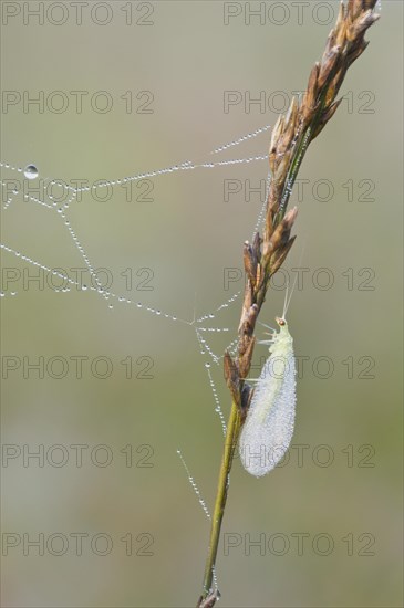 Common green lacewing