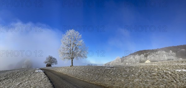 Hoarfrost in clearing fog
