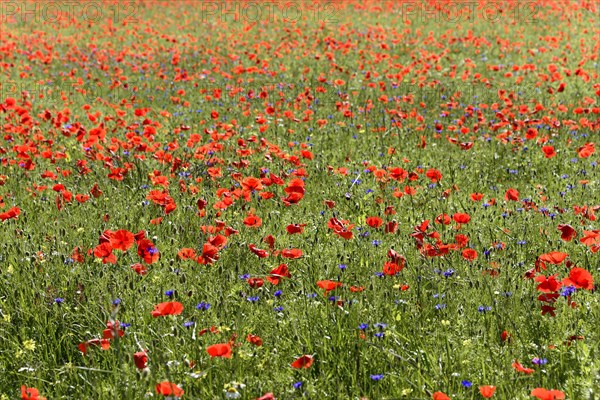 Flower meadow