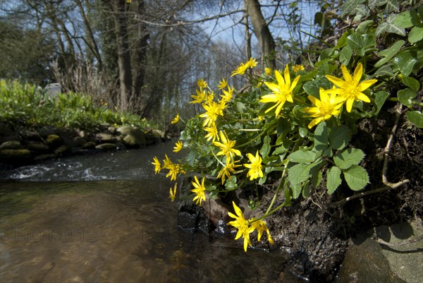 Lesser celandine